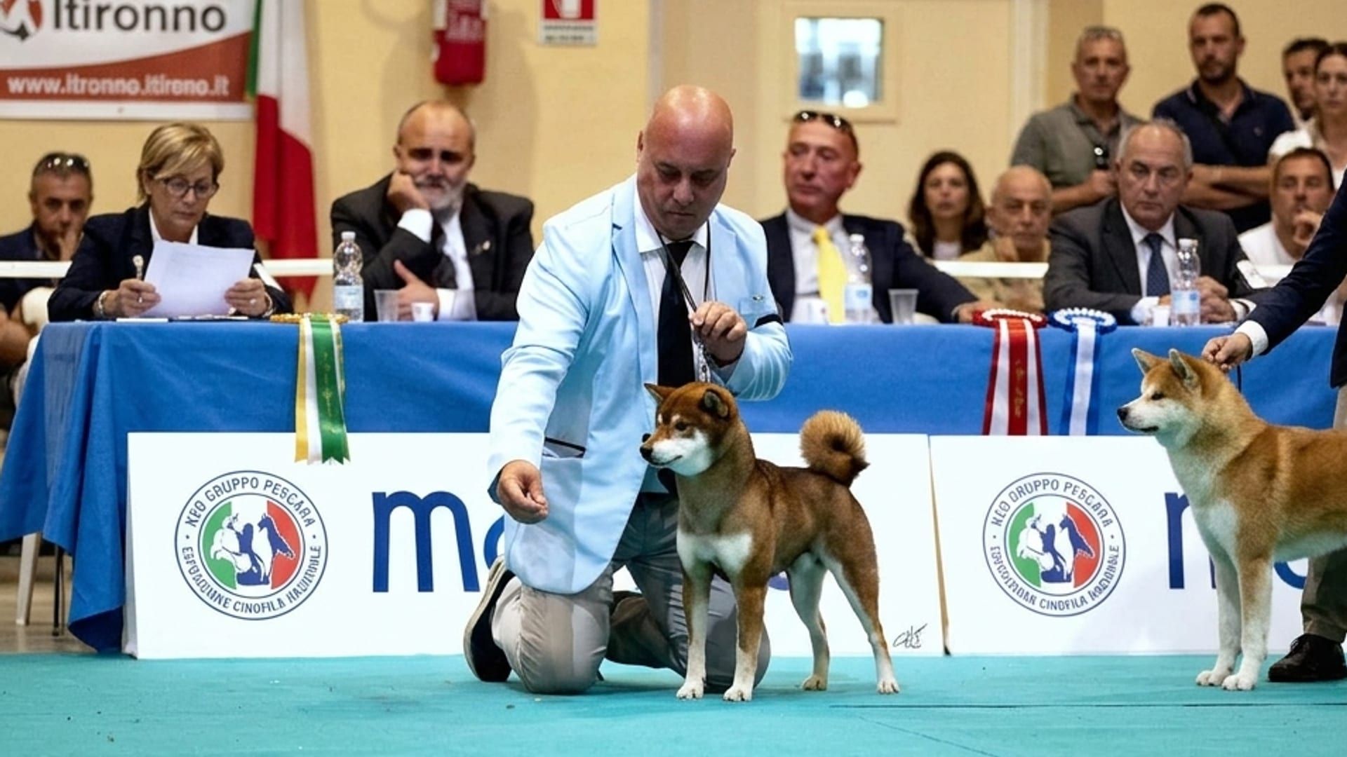 Lo Shiba sesamo Neo Go Shinjukawa durante il giudizio nel ring del 5° gruppo