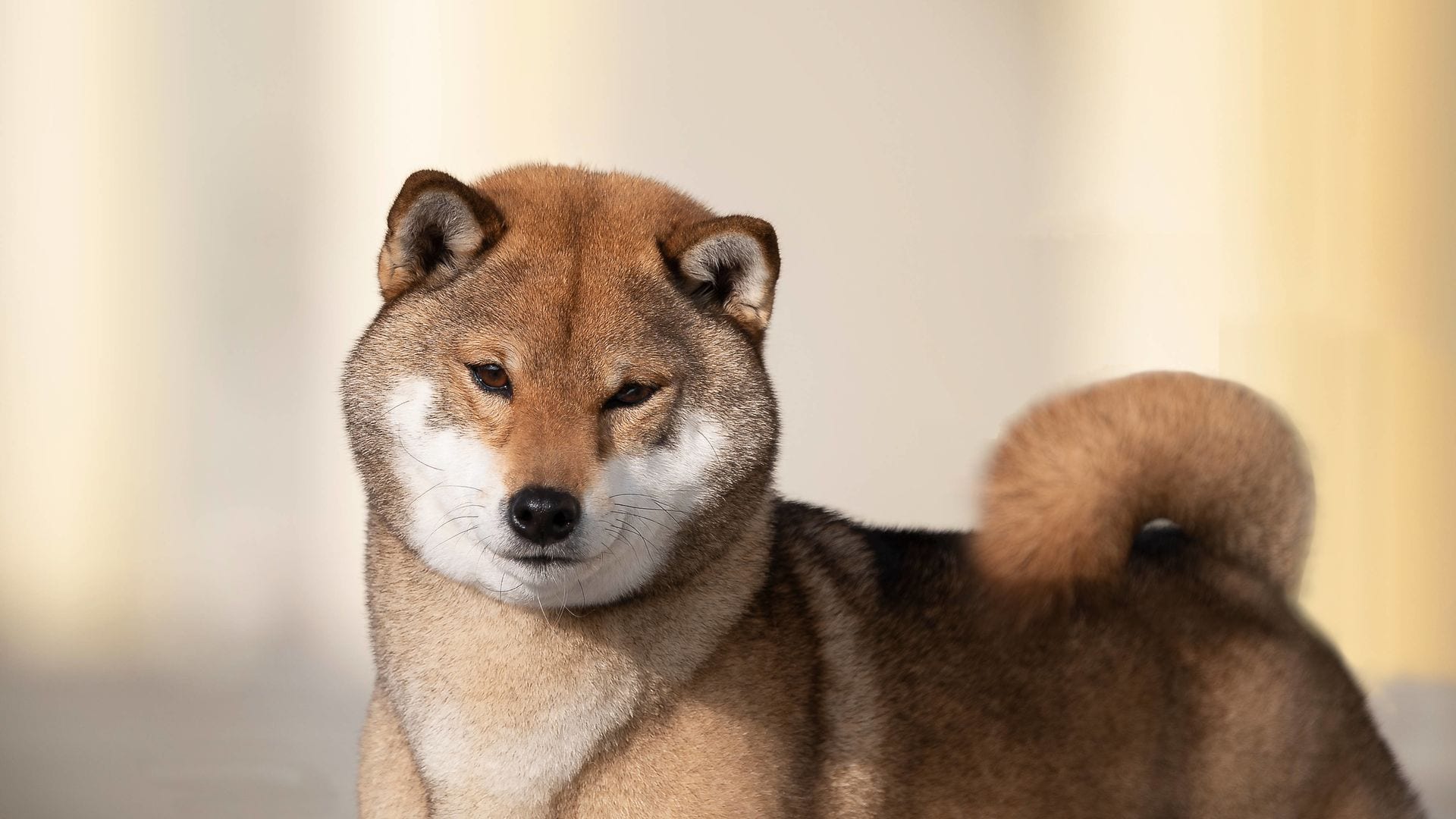 Gumi Go Shinjukawa, il primo Shiba Inu sesamo agouti omozigote in Italia
