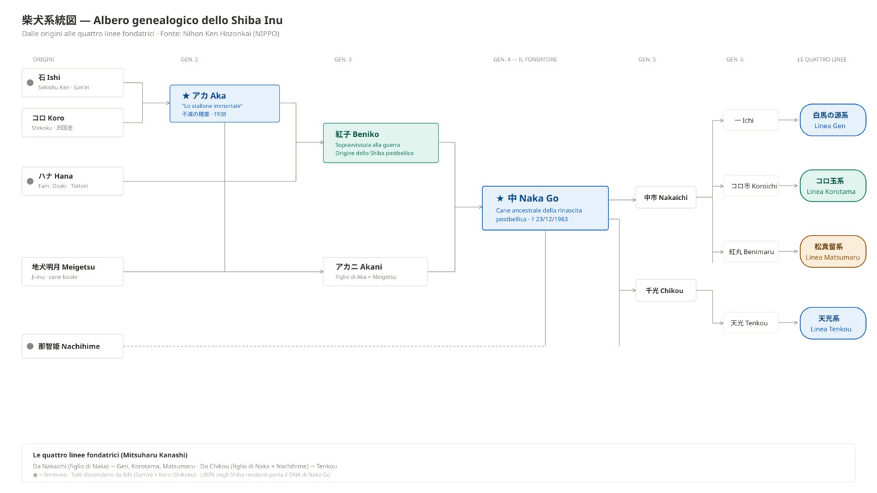 Albero genealogico dello Shiba Inu dalle origini alle quattro linee fondatrici — fonte: Nihon Ken Hozonkai (NIPPO)