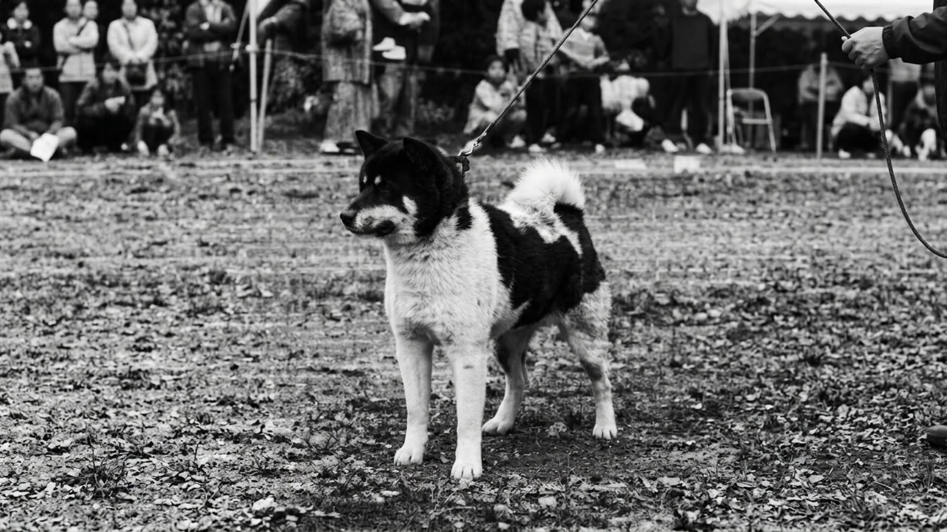Rara immagine di Korotama Go Hakkakusou, Shiba pinto tra i fondatori moderni della razza