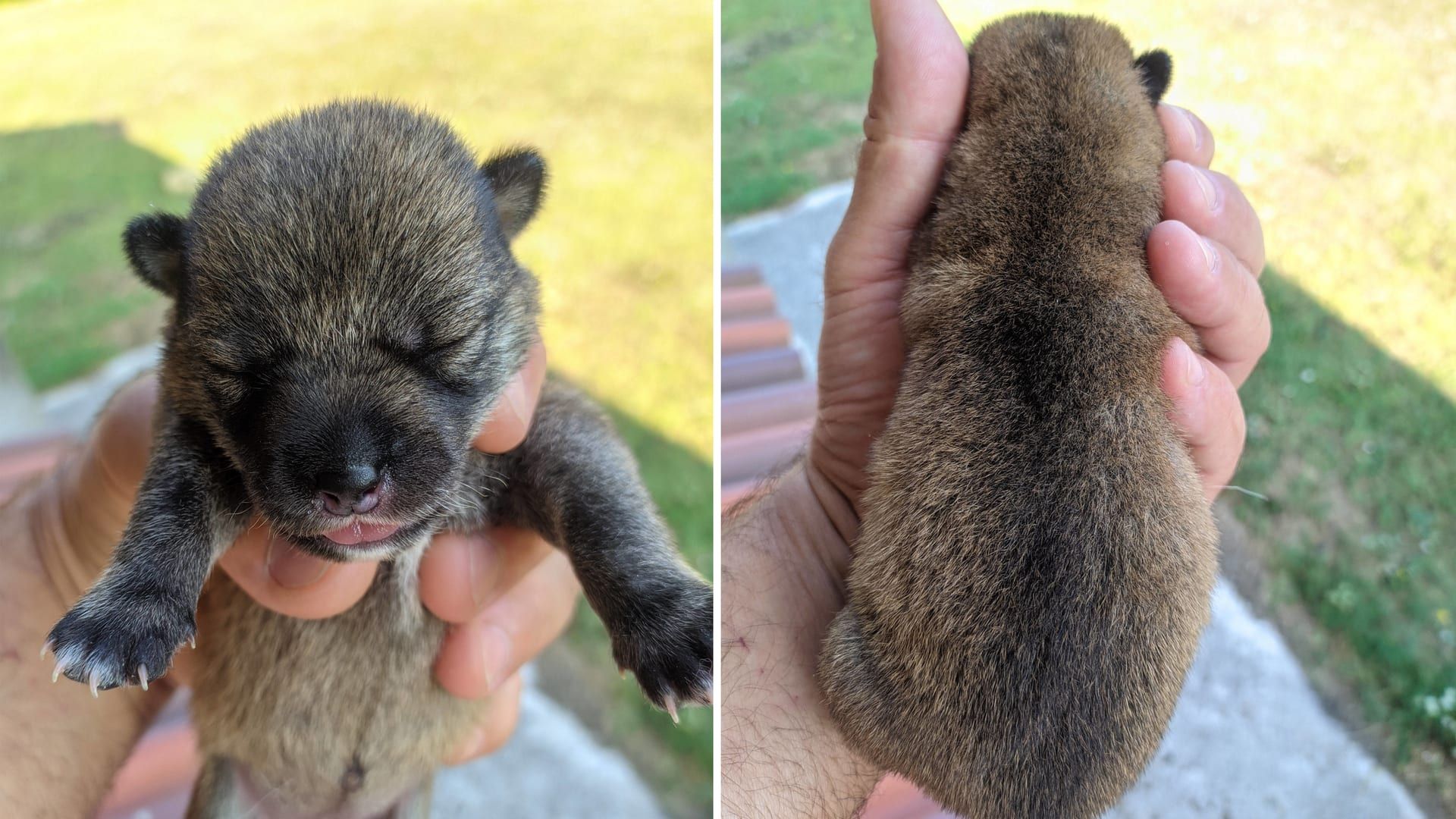 Cuccioli sesamo tenuti in mano in diverse posizioni secondo il protocollo Senso Puppy del dott. Colafranceschi