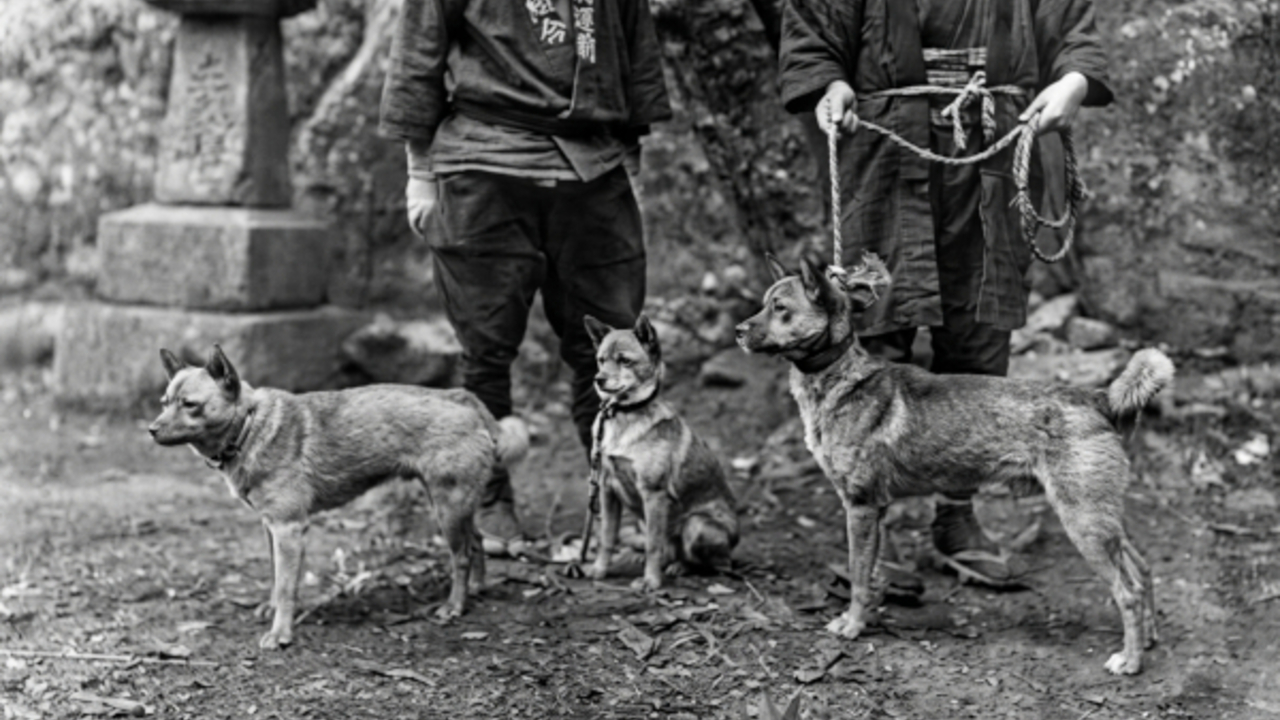 Shinshu shiba provenienti da Tenryū (天龍), prefettura di Nagano, 1912