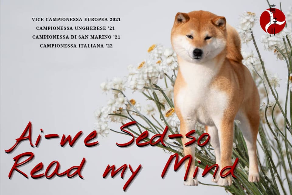 Ai-we Sed-so Read my Mind, Shiba Inu — Vice Campionessa Europea 2021, Campionessa Ungherese '21, Campionessa di San Marino '21, Campionessa Italiana '22