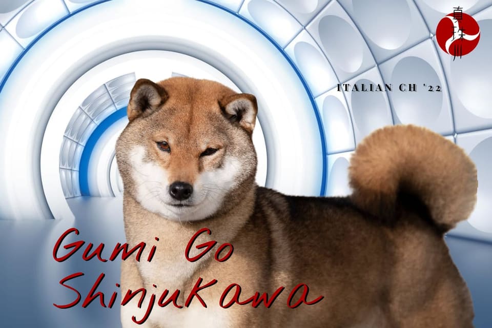 Gumi Go Shinjukawa, Shiba Inu — Campionessa Italiana '22