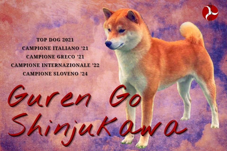 Guren Go Shinjukawa, Shiba Inu — Top Dog 2021, Campione Italiano '21, Campione Greco '21, Campione Internazionale '22, Campione Sloveno '24