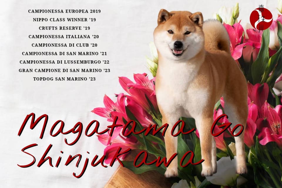 Magatama Go Shinjukawa, Shiba Inu — Campionessa Europea 2019, Nippo Class Winner '19, Riserva al Crufts '19, Campionessa Italiana '20, Campionessa di Club '20, Campionessa di San Marino '21, Campionessa di Lussemburgo '22, Gran Campionessa di San Marino '23, TopDog San Marino '23