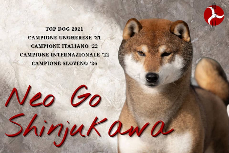 Neo Go Shinjukawa, Shiba Inu — Top Dog 2021, Campione Ungherese '21, Campione Italiano '22, Campione Internazionale '22, Campione Sloveno '26