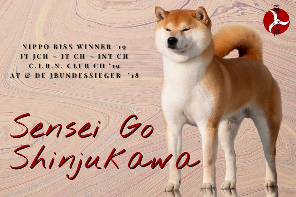 Sensei Go Shinjukawa, Shiba Inu — Nippo BISS Winner '19, Campione Italiano Giovani, Campione Italiano, Campione Internazionale, Campione di Club C.I.R.N. '19, JBundessieger Austria e Germania '18