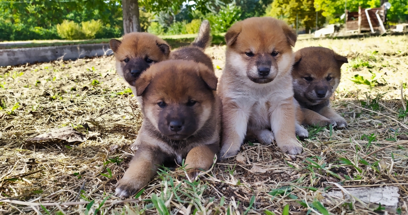 Cuccioli di Shiba Inu dell'allevamento Shinjukawa