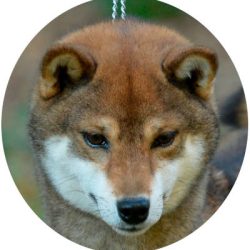 Niwa Go Shinjukawa