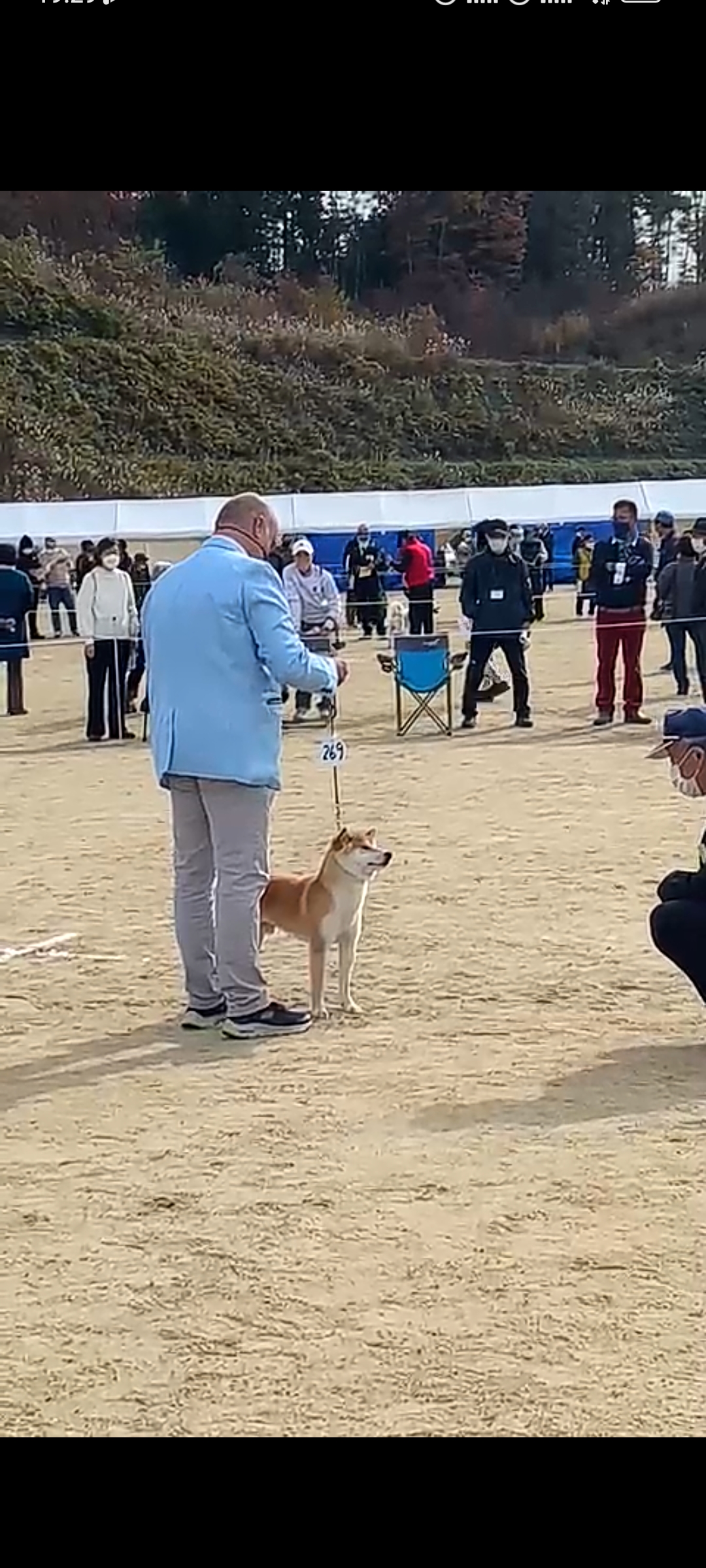 Ch. Sensei Go Shinjukawa in posa statica con il numero di gara 269 davanti alla giuria