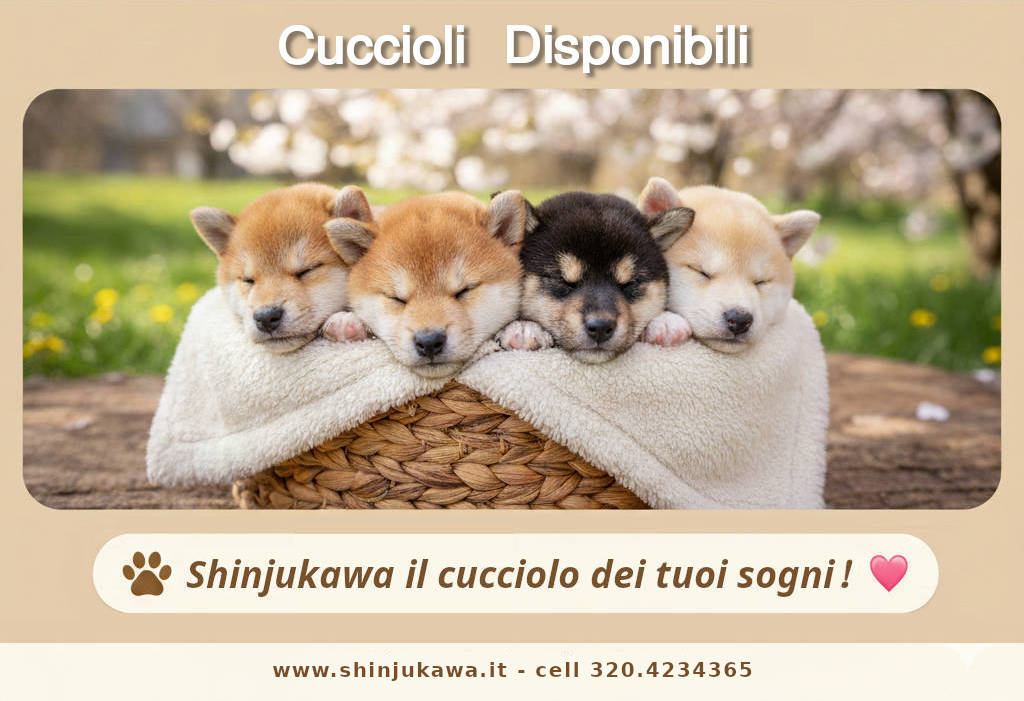 Cuccioli Shinjukawa