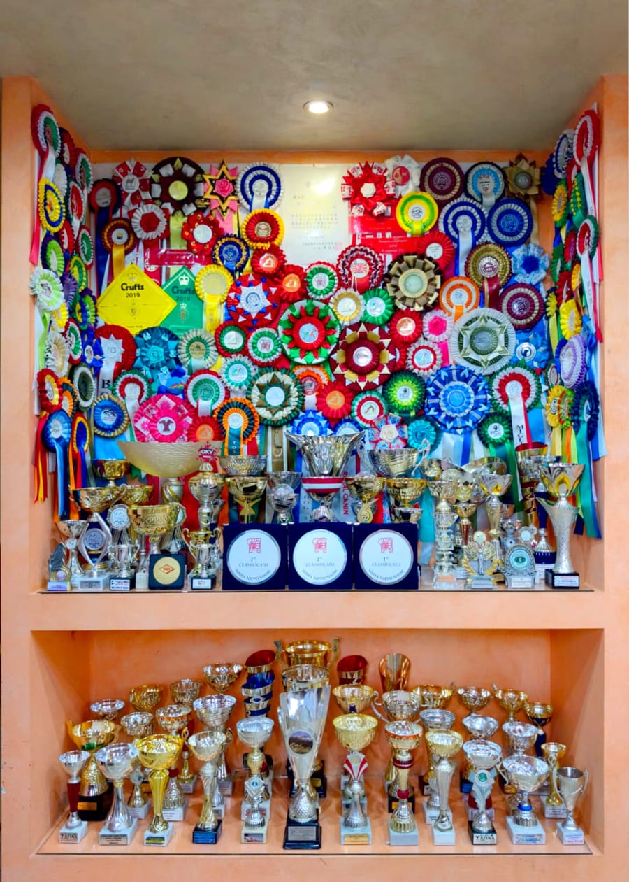 Palmares