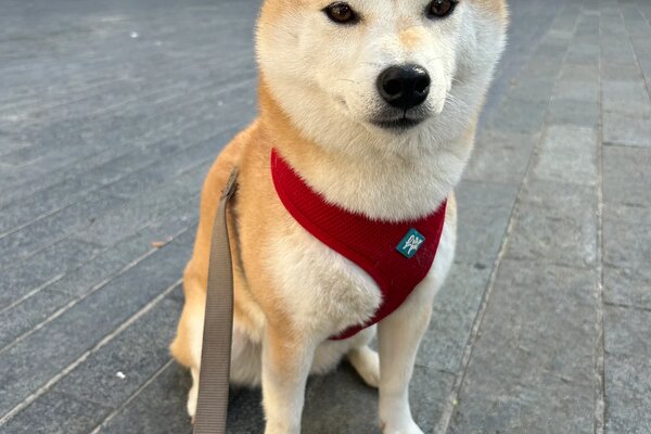 shiba inu rosso con la pettorina seduto davanti ad un centro commerciale
