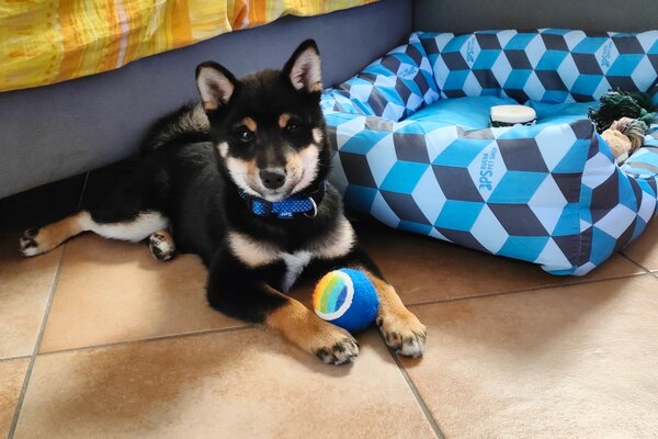 cucciolo di shiba inu black&tan in salotto con la pallina