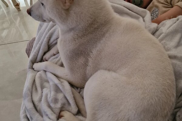 shiba bianco veglia un bimbo che dorme sul divano