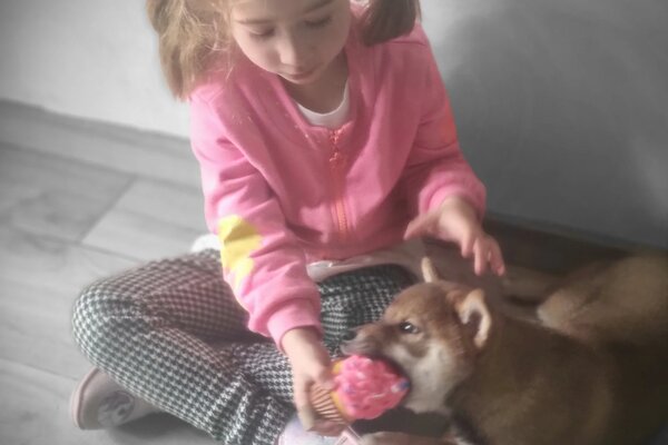 bimba gioca con il suo cucciolo di shiba con la pallina