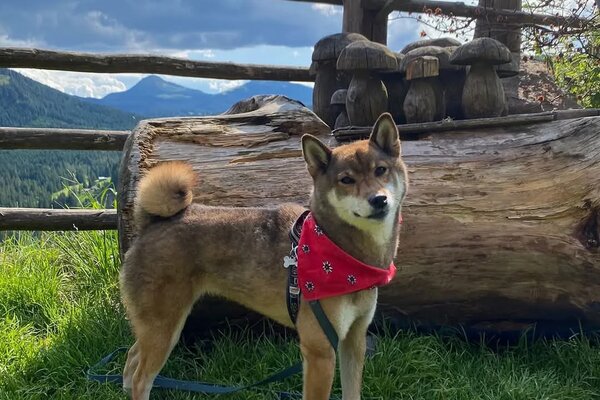 shiba sesamo su di un prato con sfondo delle montagne