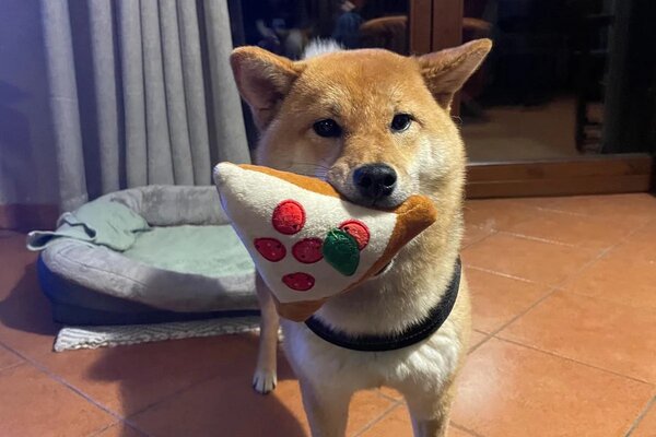shiba inu rosso in casa gioca con un peluche a forma di fetta di pizza