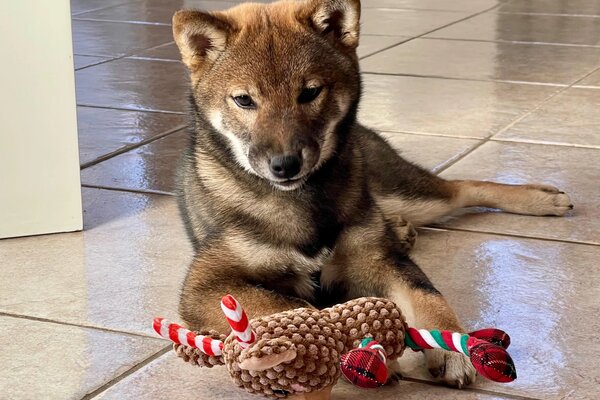 cucciolo di shiba sesamo gioca con un pupazzo di pezzala pallina