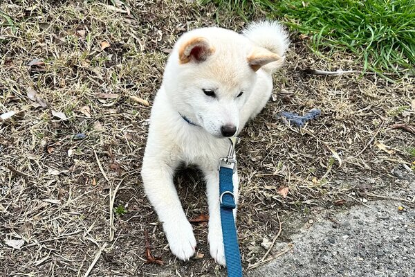 cucciolo di shiba bianco si riposa in giardino
